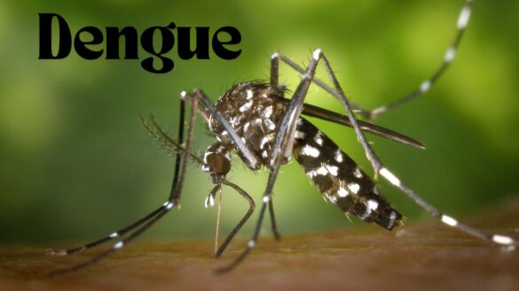 Early Warning Signs Of Dengue How To Recognize The Symptoms