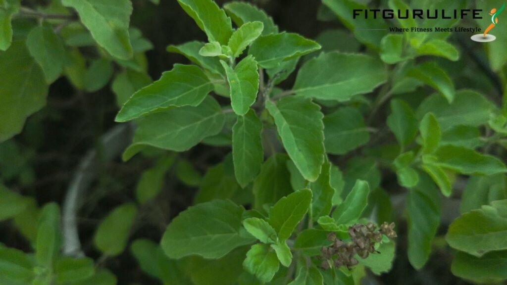 Tulsi: The Ancient Herb with Modern-Day Benefits