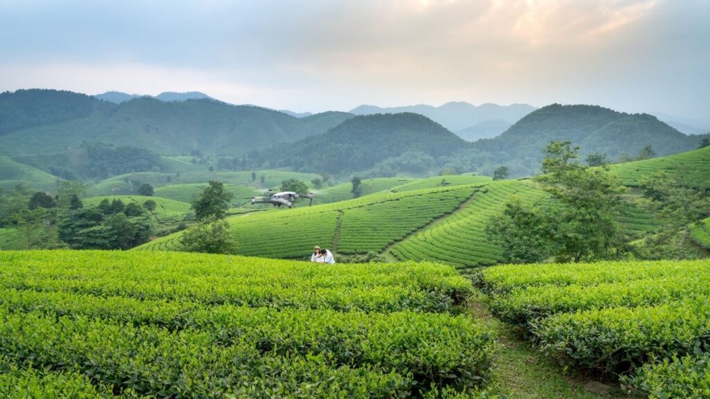 Unlocking the Secrets of Green Tea