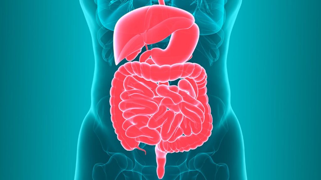 Fasting and Digestive Wellness: Understanding the Gut-Brain Connection