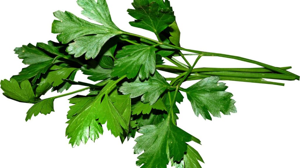 Parsley: More Than Just a Garnish - Exploring its Nutritional Value and Health Properties