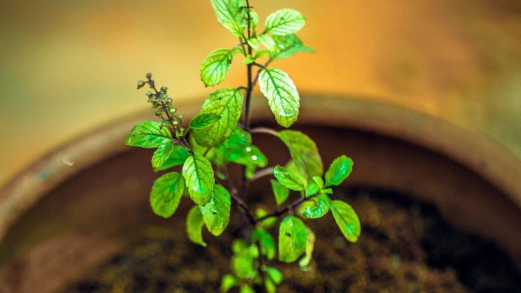 The Miraculous Benefits of Tulsi Leaves: Nature's Best Kept Secret