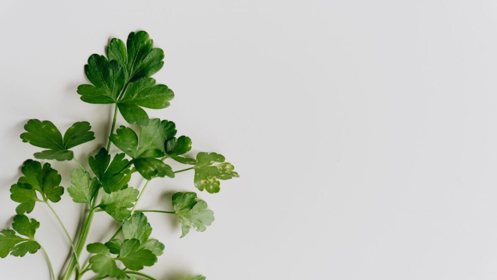 Parsley: More Than Just a Garnish - Exploring its Nutritional Value and Health Properties