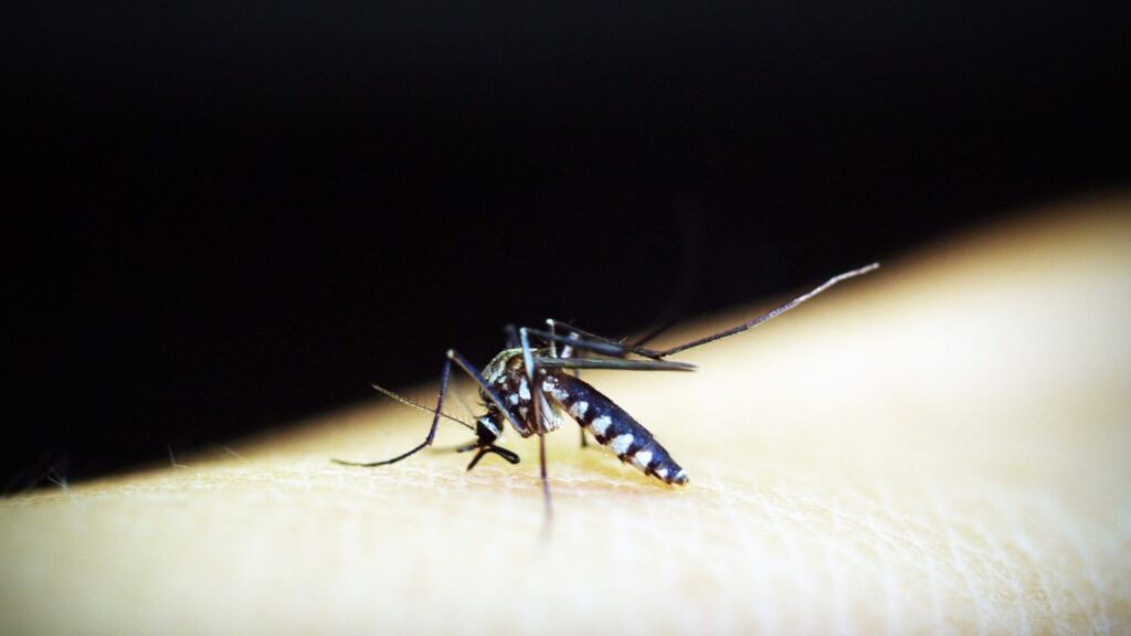 World Malaria Day: Knowing the History and Significance of This Day"