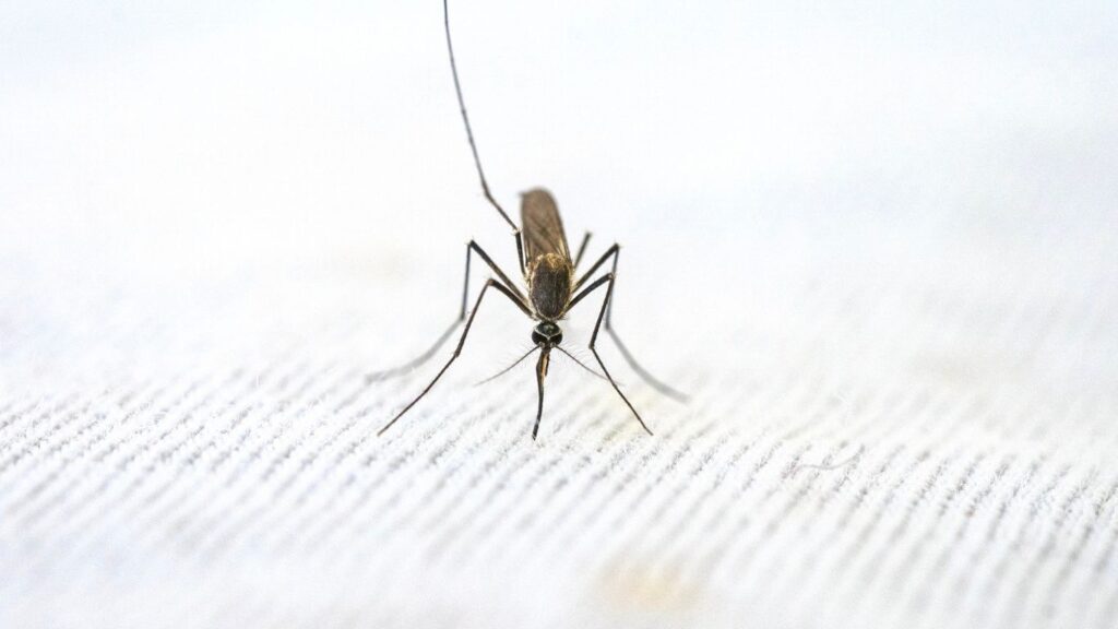 World Malaria Day: Knowing the History and Significance of This Day"