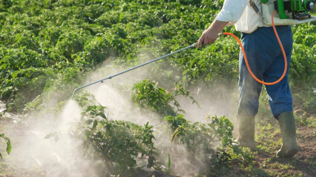 Going Green: How Organic Farming Practices Reduce Health Risks from Chemicals