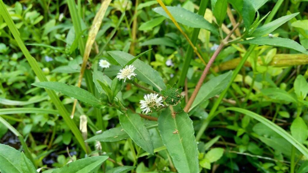 5 Most Effective Ayurvedic Herbs for Hair Health