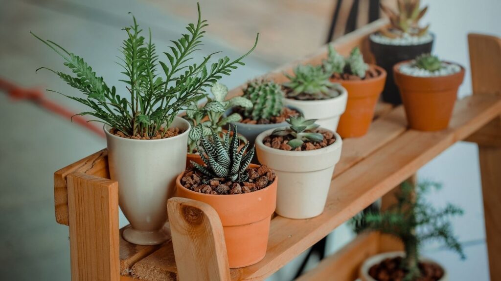 Air Quality and Mental Health: The Purifying Role of Indoor Plants