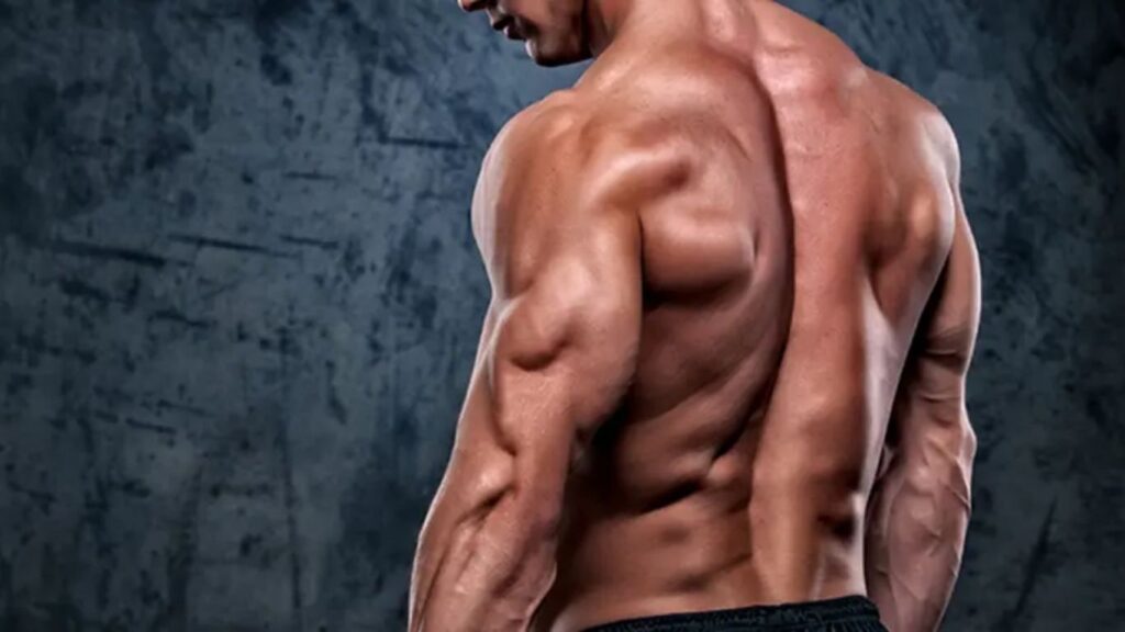 Why Triceps Often Lag Behind Biceps in Development