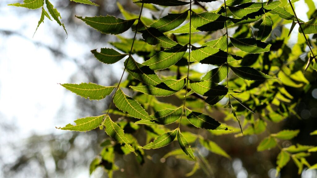 5 Most Effective Ayurvedic Herbs for Hair Health