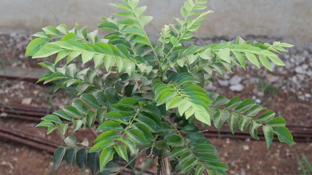 12 Health Benefits of Curry Leaves