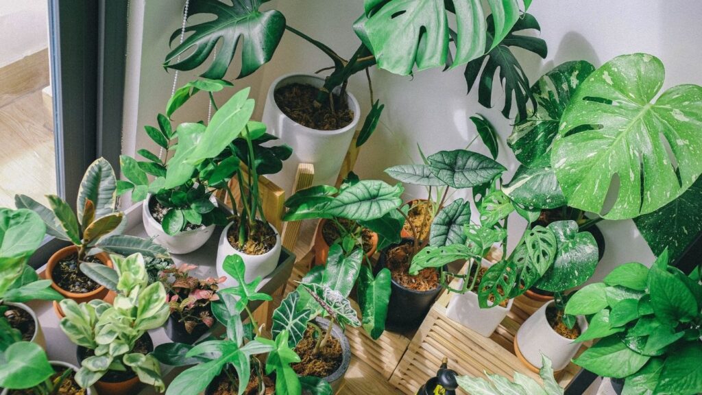 Air Quality and Mental Health: The Purifying Role of Indoor Plants