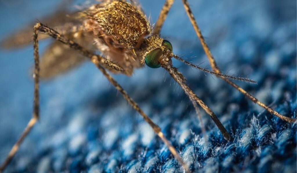 Top 5 Mosquito-Borne Diseases: Symptoms, Treatment, and Prevention