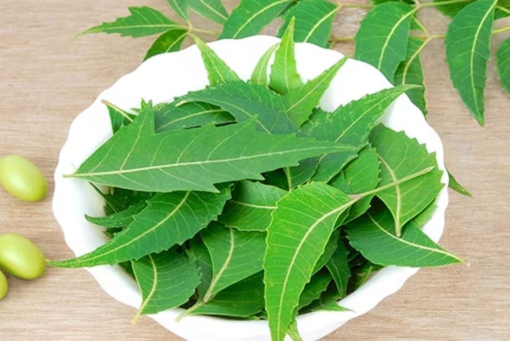 Managing Diabetes with Nimba: The Role of Neem in Blood Sugar Control