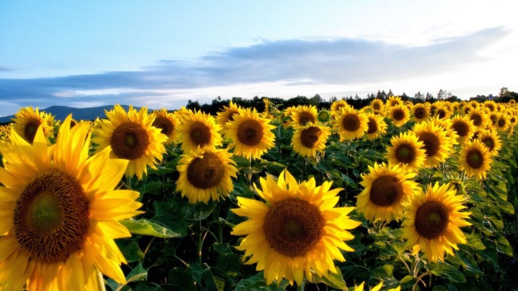 10 Surprising Health Benefits of Sunflower Oil You Didn’t Know About