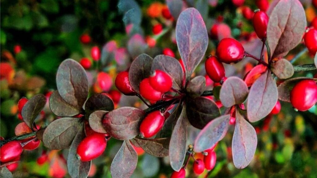 Berberis and Its Medicinal Properties: A Natural Remedy for Modern Ailments