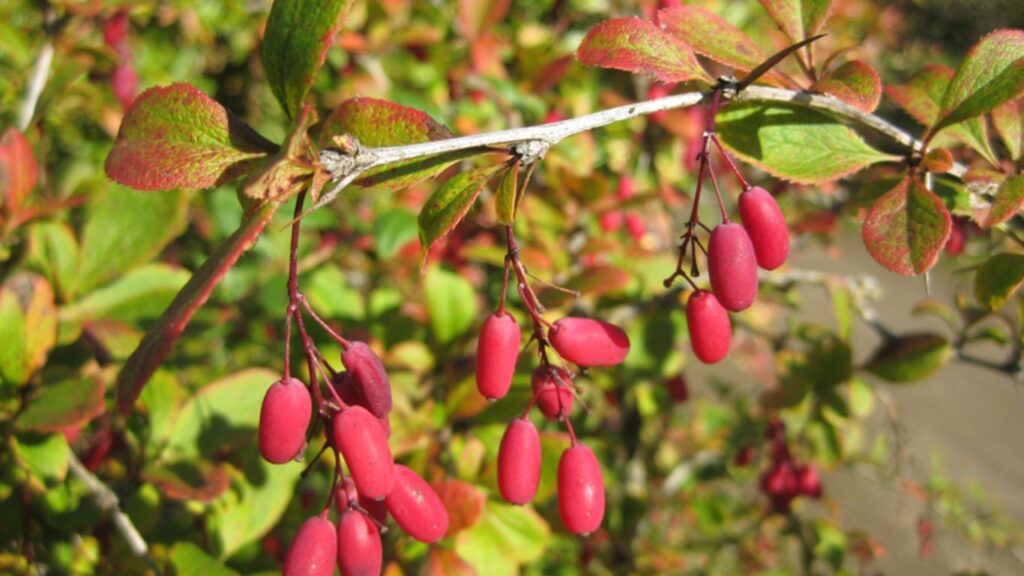 Berberis for Skin Health: Nature's Secret to a Clearer Complexion